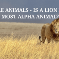 ALPHA-ANIMALS-WHO-IS-THE-MOST-ALPHA-ANIMAL-VRAAU-TIP-TO-DEEPEN-VOICE-MASCULINE-LION-MUSCULAR-KING-DOMINANT-LEADER-BREEDING-MATING-ALFA-STALLION