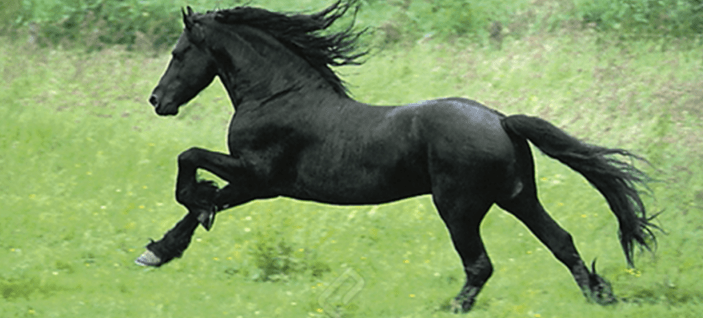 DOES-SIZE-MATTER-WHY-IS-A-BIGGER-PENIS-BETTER-FIND-OUT-ONLY-HERE-ENLARGEMENT-REALLY-SIZES-HORSE-ALPHA-MALE-STALLION-INCREASE-ENHANCEMENT-ALFA-STALLION