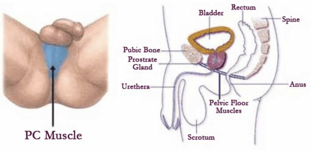 Workout pc muscle PC muscle