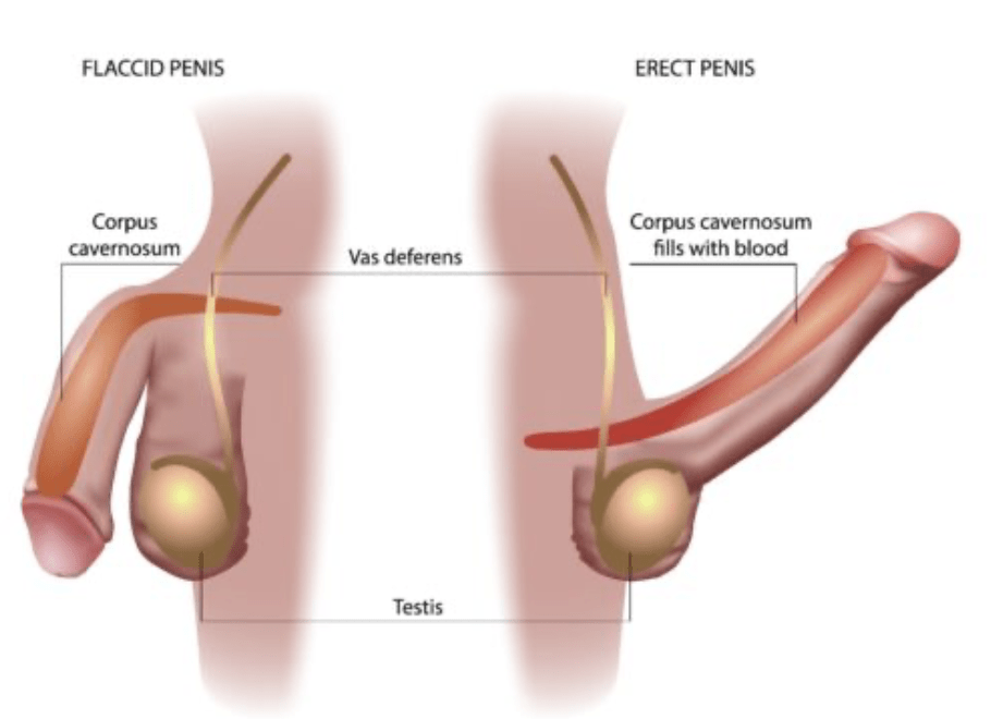 LEARN-TO-MAINTAIN-PENIS-ENLARGEMENT-GAINS-HOW-TO-STOP-GROWTH-HERE-ERECTION-PENIS-ENLARGEMENT-MAINTAIN-GROWTH-GAINS-ERECT-ALFA-STALLION