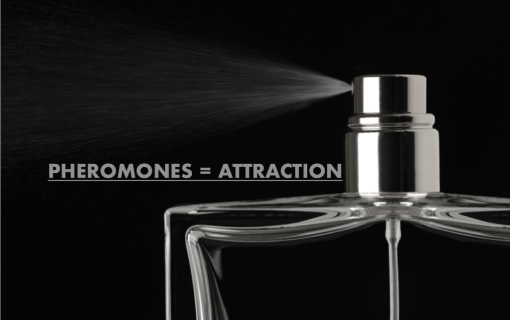 PHEROMONES-ATTRACTION-BEST-PHEROMONES-PERFUMES-COLOGNES-FOR-MEN-WOMEN-HUMANS-ANIMALS-PHEROMONE-PHERO-ATTRACT-ATTRACTION-SEXUAL-SOCIAL-TOP-HOW-IT-WORK-HOW-DOES-IT-WORK-FRAGRANCE-ATTRACT-ALFA-STALLION