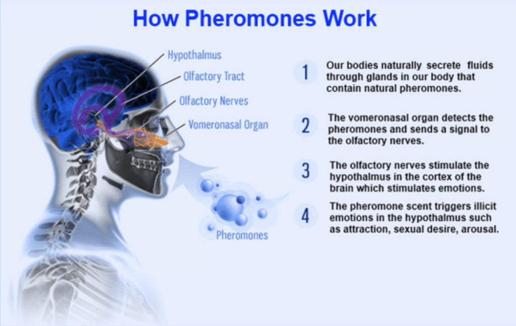 (2021) Pheromones = Attraction - Best Pheromones Perfumes & Colognes