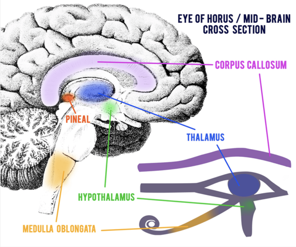 HOW-TO-ACTIVATE-PINEAL-GLAND-KNOWN-AS-OPENING-THIRD-EYE-HIGHER-SELF-INTUITION-DMT-MELATONIN-SERATONIN-INTUITION-POWERFUL-ALFA-STALLION